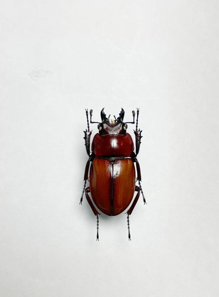 ○○チャイロマルバネクワガタ 野外品 7♂♂1♀♀ 規制前採集品 石垣島