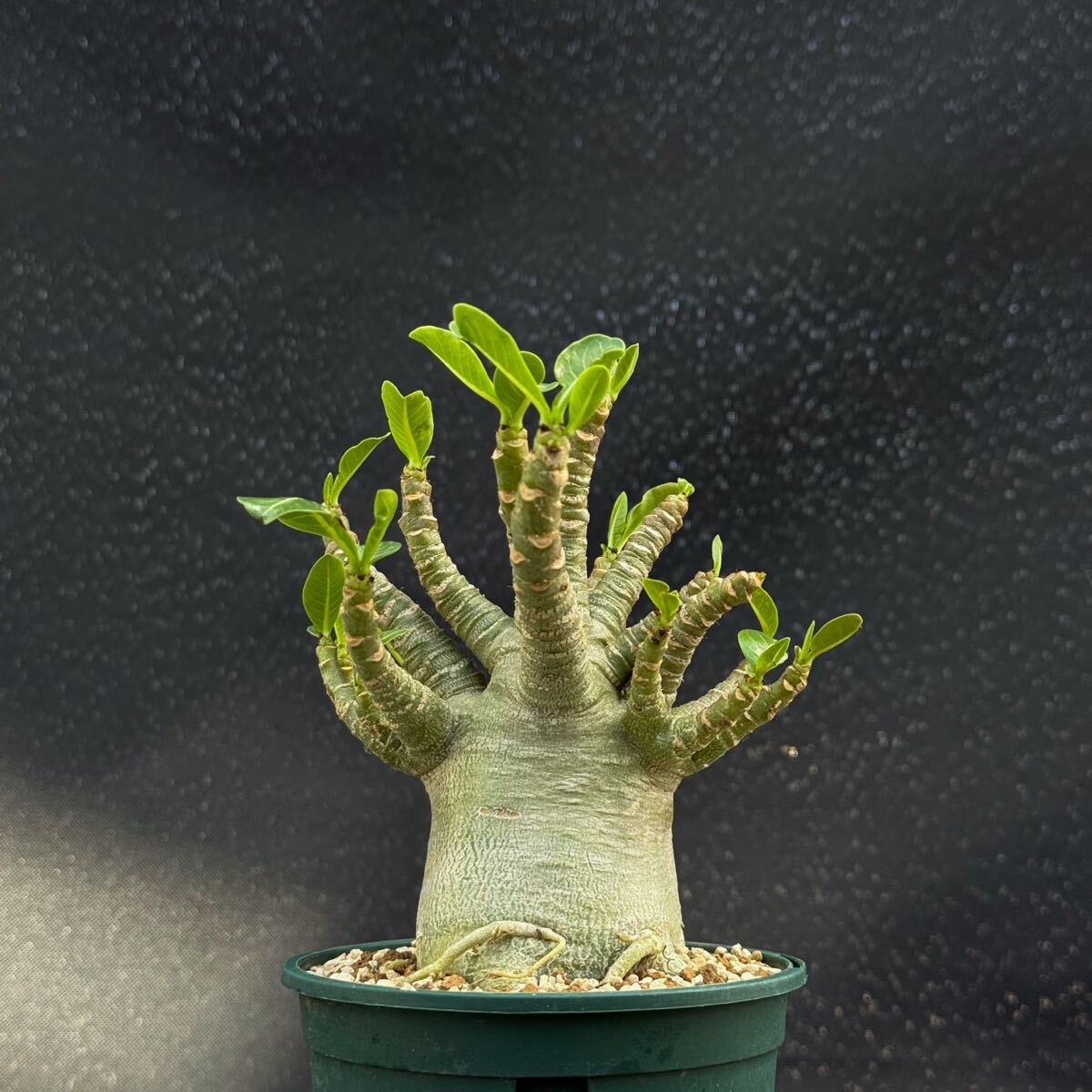 新品】◇アデニウム タイソコトラナム 種子 10粒 砂漠の薔薇 丈夫で