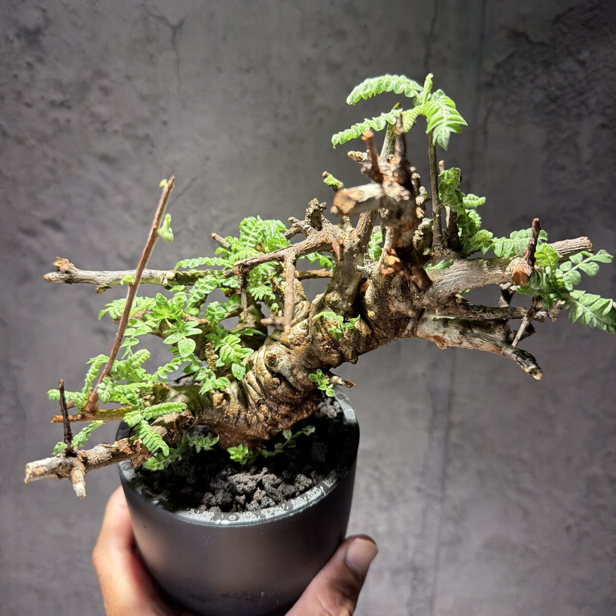 ボスウェリア ネグレクタ / 実生株 // Boswellia neglecta, コーデック
