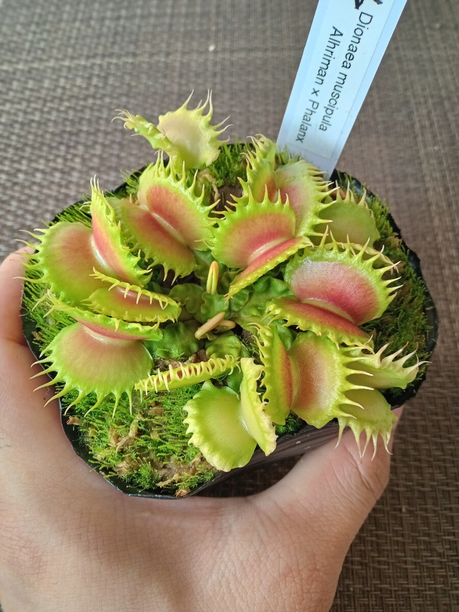 ハエトリソウ GJ Phalanx /// Dionaea 園芸品種 食虫植物 ディオネアの