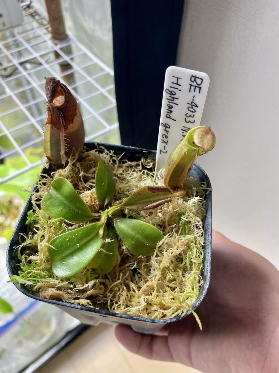 Nepenthes veitchii bario #8 x Nepenthes veitchii bario Ys
