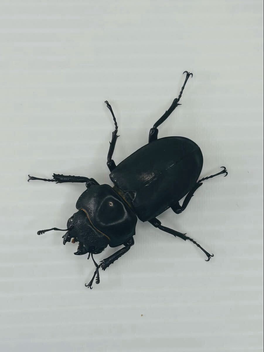 野外採集品標本】栃木県産超特大ヒメオオクワガタ♂標本54.3㎜の落札