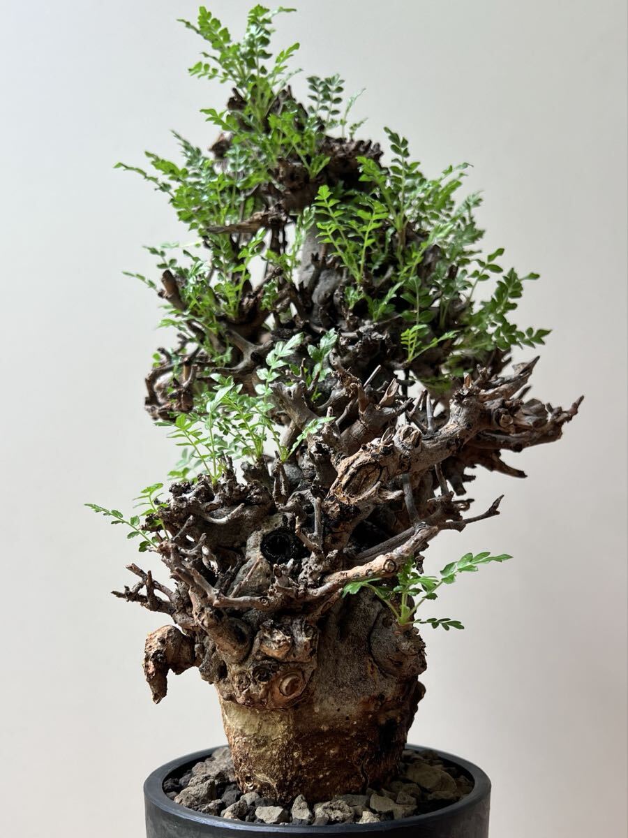 画像参照】多肉植物 42 Boswellia rivae 巨大良形 ボスウェリア リバエ