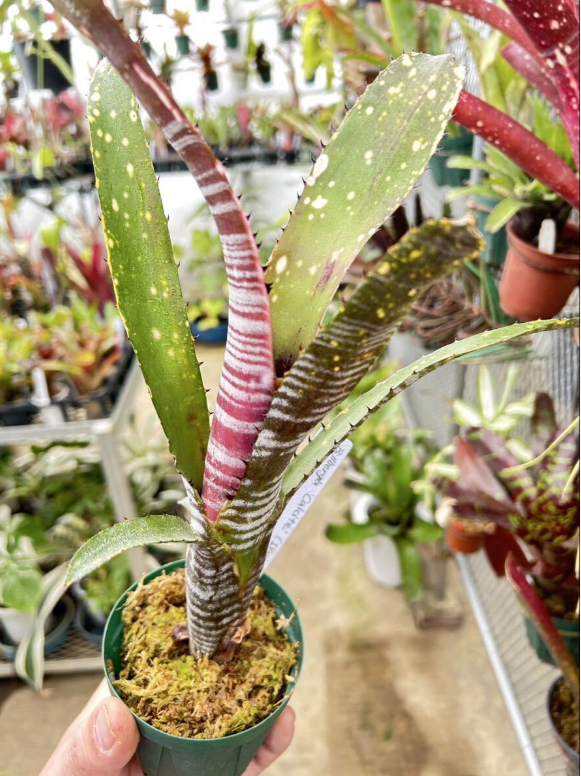 ビルベルギア Billbergia」の直近30日のオークション落札価格一覧
