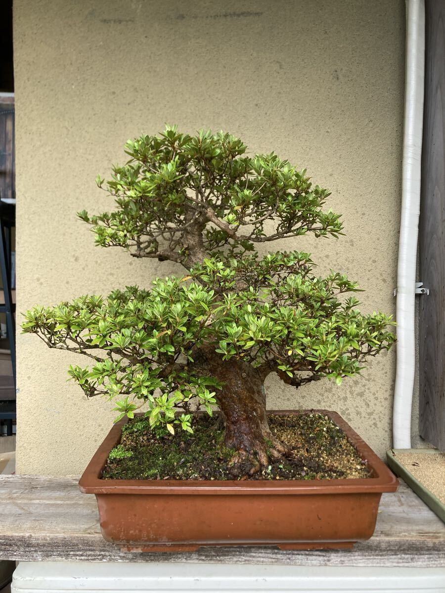 皐月(さつき)：如峰山】 樹高41㎝ 中品盆栽 サツキ盆栽 模様木 大樹の