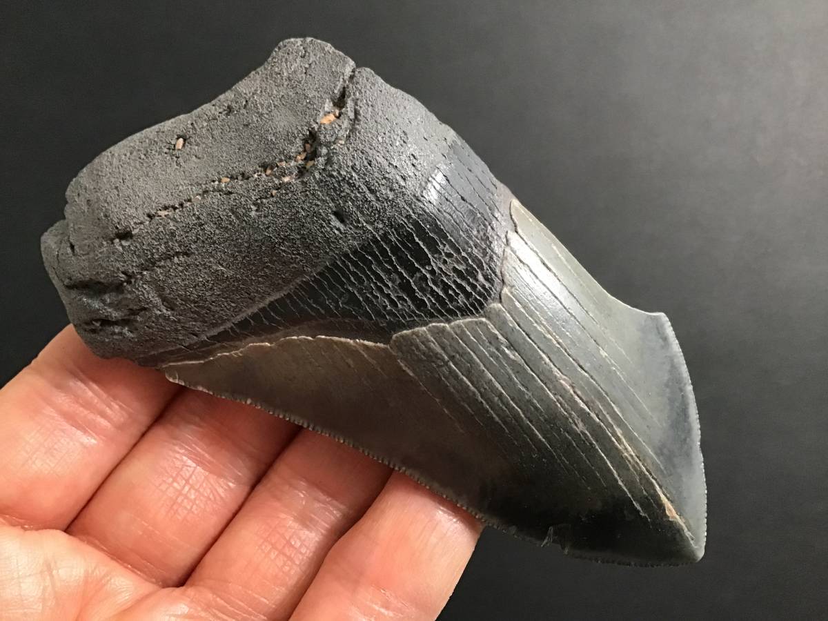 サメ 歯 化石 メガロドン 100mm Mg158 サメの歯 サウスカロライナ 牙 サメの歯の化石 の落札情報詳細 ヤフオク落札価格情報 オークフリー スマートフォン版
