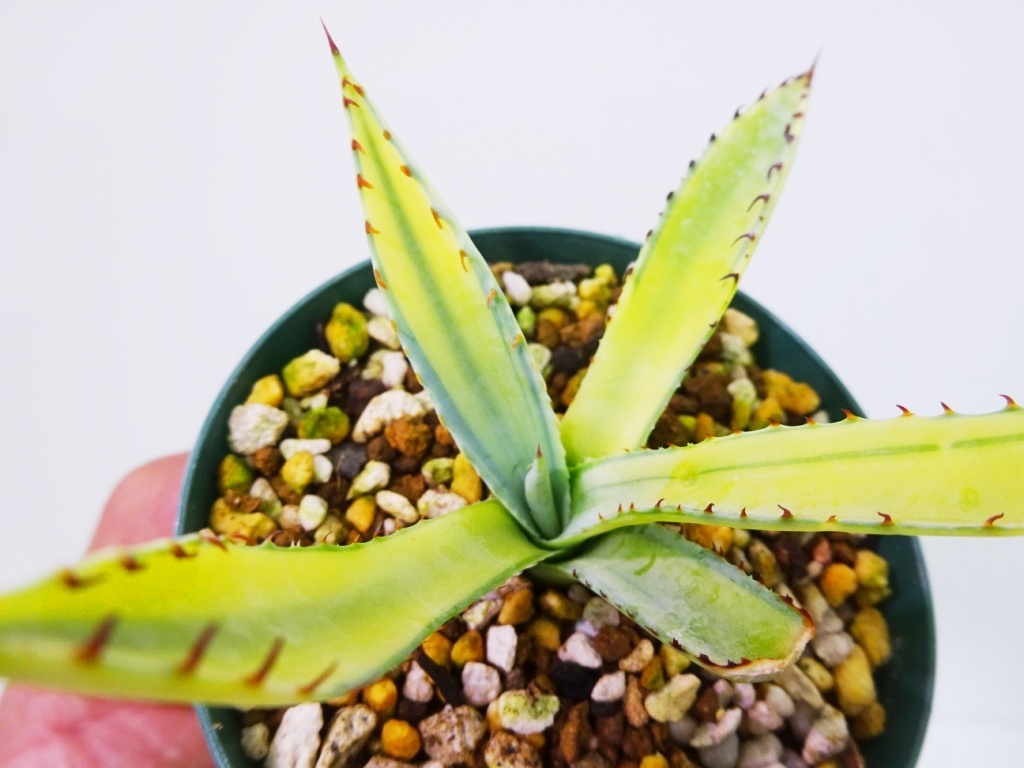 屈原の舞 錦 TGH200アガベ 屈原の舞錦 ホンモノ総柄 上級者向け