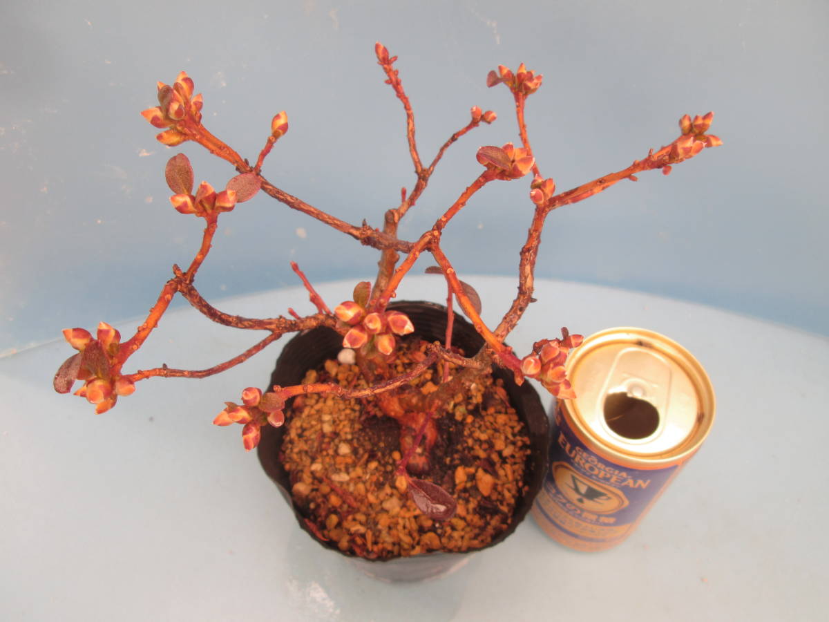 G5希少【絞り咲タンナゲンカイツツジ（ピンク系）】☆高山植物☆山野草