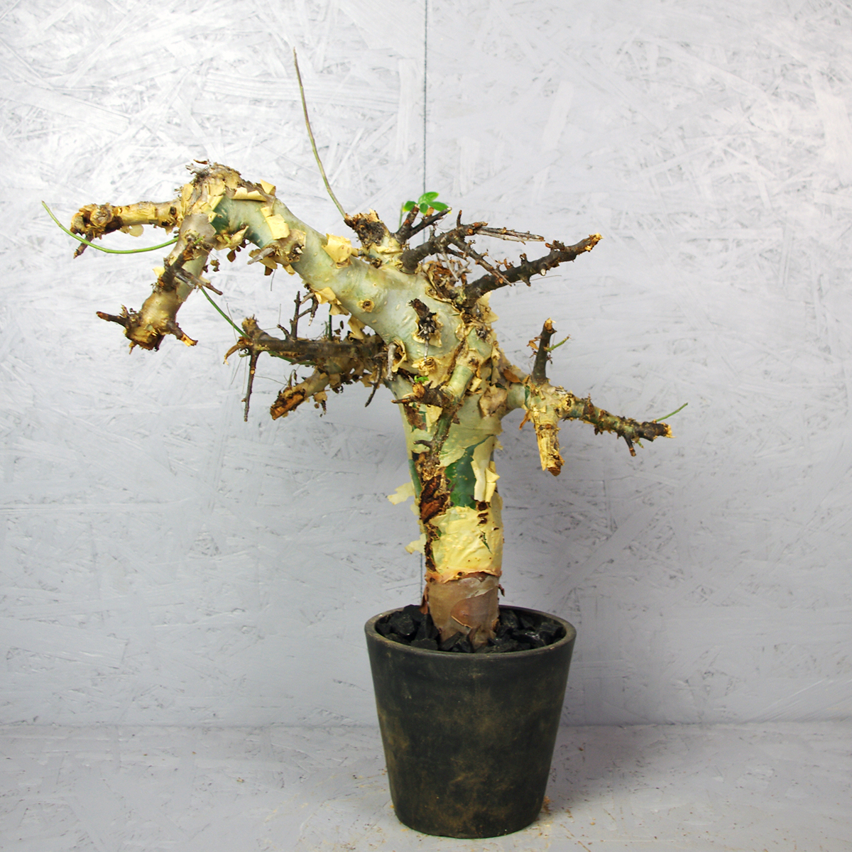 コミフォラ エミニー 大株 発根済 / Commiphora eminii の落札情報詳細| ヤフオク落札価格情報 オークフリー・スマートフォン版 コミフォラ エミニー 大株 発根済 / Commiphora eminii の落札情報詳細| ヤフオク落札価格情報 オークフリー・スマートフォン版
