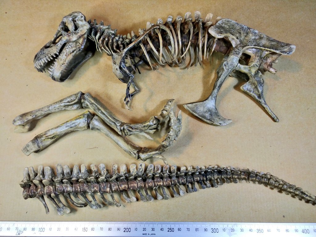 T Rex ティラノサウルス 骨格フィギュア リペイント 塗装済み完成品 の落札情報詳細 ヤフオク落札価格情報 オークフリー スマートフォン版