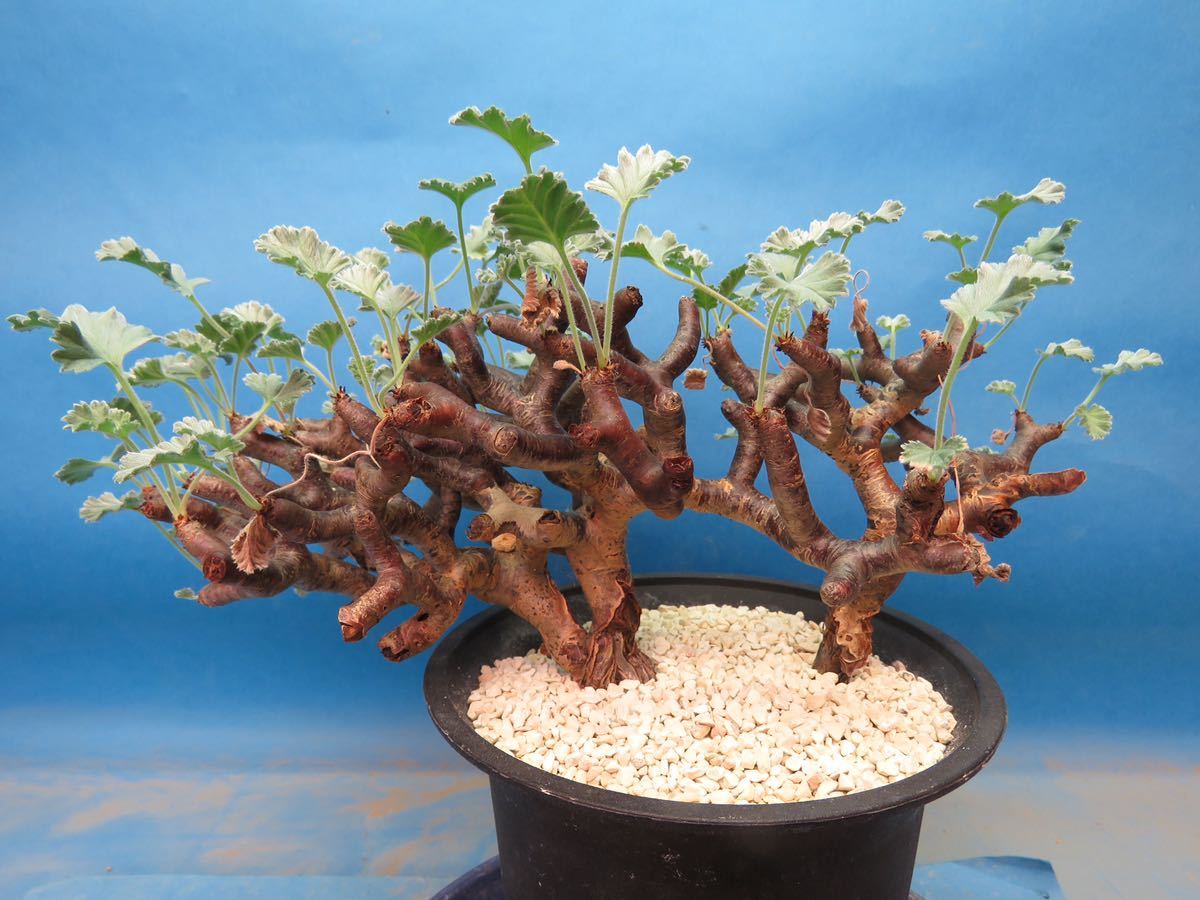 ペラルゴニウム ミラビレ 発根済 鉢植え発送 サボテン 多肉植物