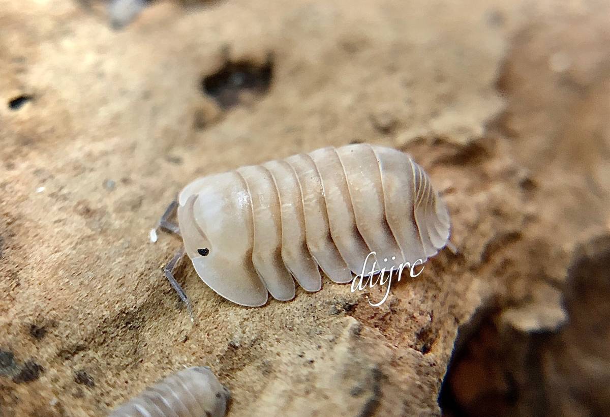 だんごむし 昆虫ラジコン☆赤外線RCダンゴムシ☆ – INSECT SHOP KMY