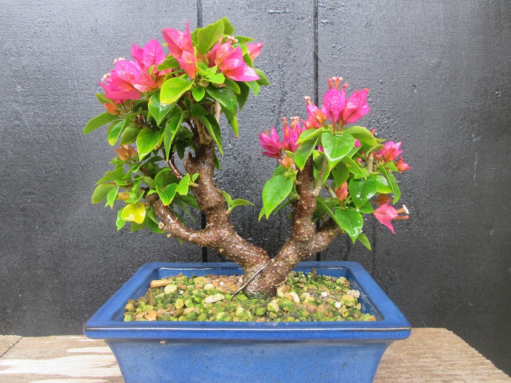 ブーゲンビレア ブーゲンビリア キャンドル種 樹高：約18cm