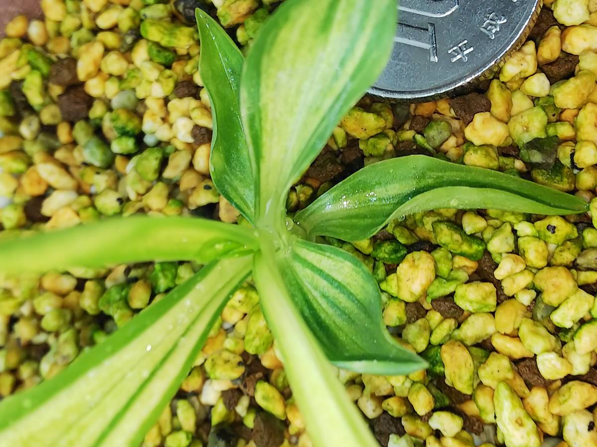 トサノ カンアオイ 白雪 （斑入り・山野草・春蘭・錦蘭・ネジバナ）