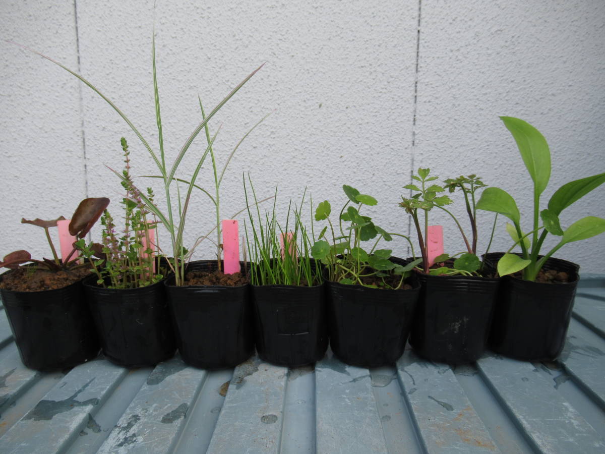 桃 ビオトープ用水草７ポット 7 5 セット スイレン 桃花 温帯性 アケボノアシ ヘラオモダカ 等メダカ飼育 ベランダビオに の落札情報詳細 ヤフオク落札価格情報 オークフリー スマートフォン版