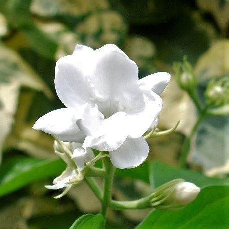 100円 ピカケ マツリカ 茉莉花 アラビアンジャスミン ハワイアン 芳香 4号 レイフラワー の落札情報詳細 ヤフオク落札価格情報 オークフリー スマートフォン版