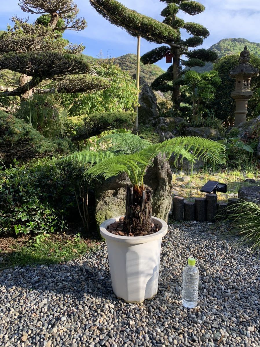 全長230cm ディクソニア アンタルクティカ 耐寒&耐陰性 シダ科 ドライ