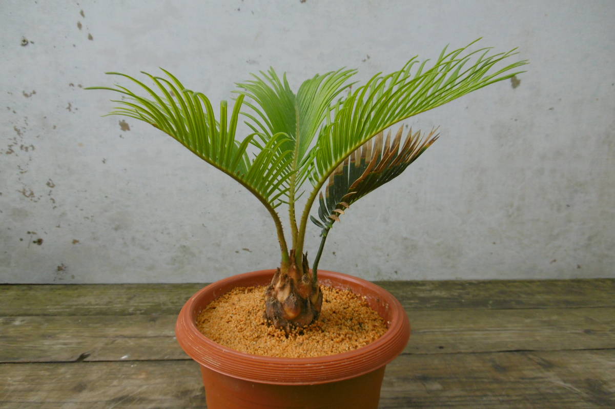 奄美黄金ソテツ⑧ 5号鉢 金ブチ＆金環ソテツ 奄美大島産 観葉