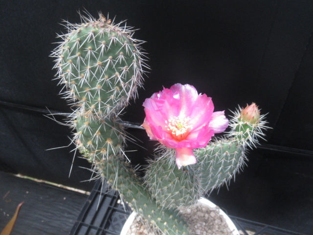 新品 ｋｎ ウチワサボテン 紅花銀狐 オプンティア ウチワサボテン属 ヒストリシナ ベンソニー 1 2ｍ以下 の落札情報詳細 ヤフオク落札価格情報 オークフリー スマートフォン版