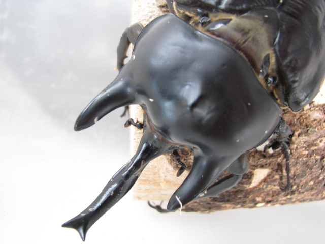 新品 Hkka0511 アクティオンゾウカブト アクタエオンゾウカブト レックスゾウカブト 成虫 １１３ｍｍ単品 の落札情報詳細 ヤフオク落札価格情報 オークフリー スマートフォン版