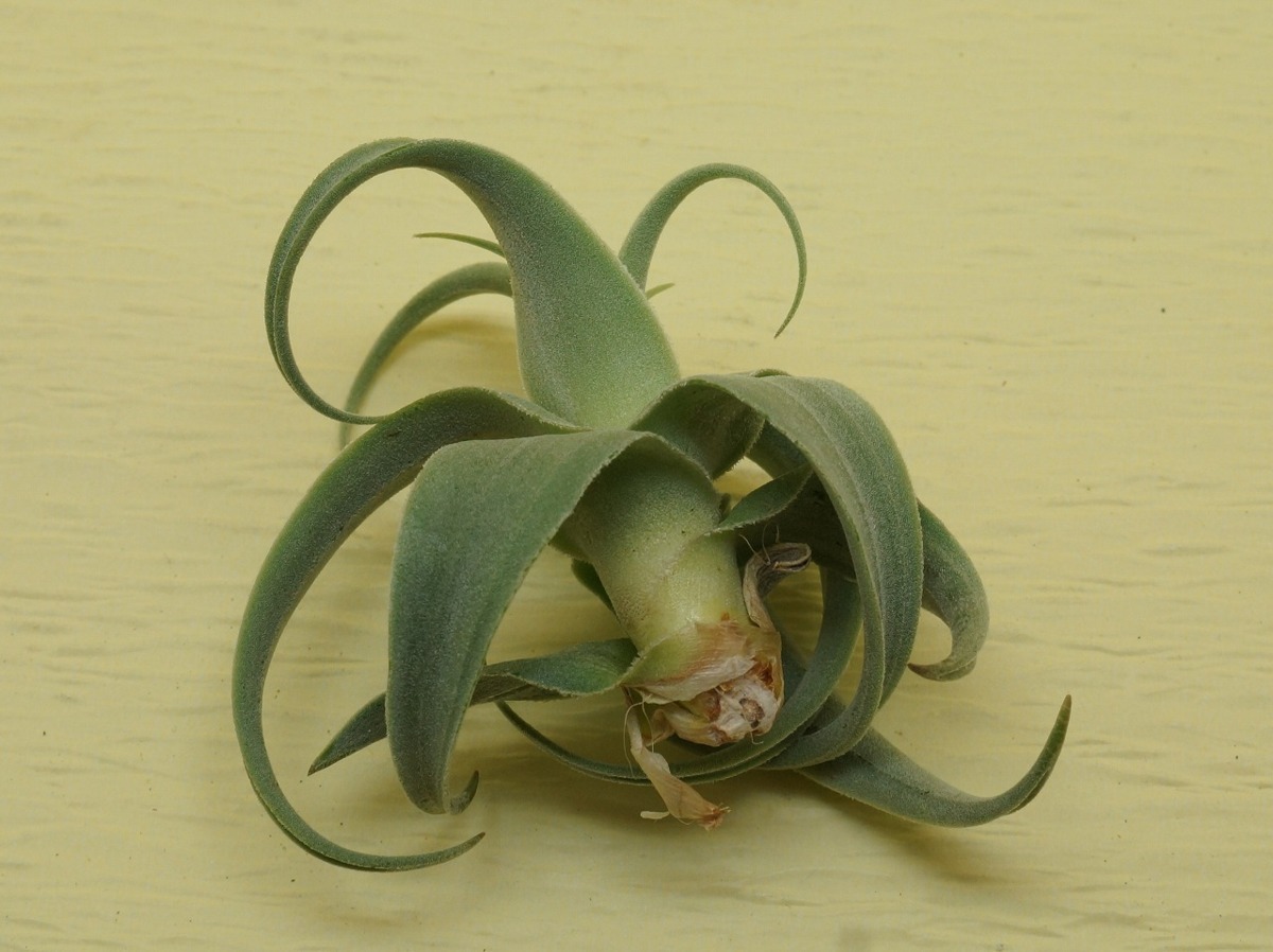 Tillandsia streptocarpa Fat Boy - Tillandsia streptocarpa 'Fat Boy