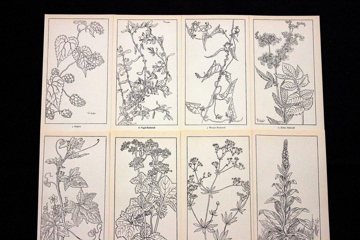 東ドイツの古いモノクロのボタニカルアート12枚セット ヴィンテージ ドイツ雑貨 図鑑 Ddr 植物画 白黒 デッサン 紙物 植物の絵 花の絵 の落札情報詳細 ヤフオク落札価格情報 オークフリー スマートフォン版