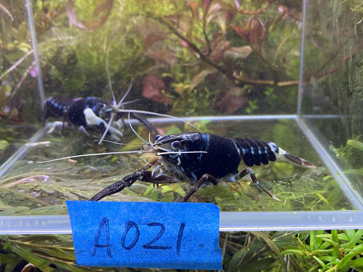 A021 アメリカザリガニ ナイトメアゴースト 1ペア の落札情報詳細 ヤフオク落札価格情報 オークフリー スマートフォン版
