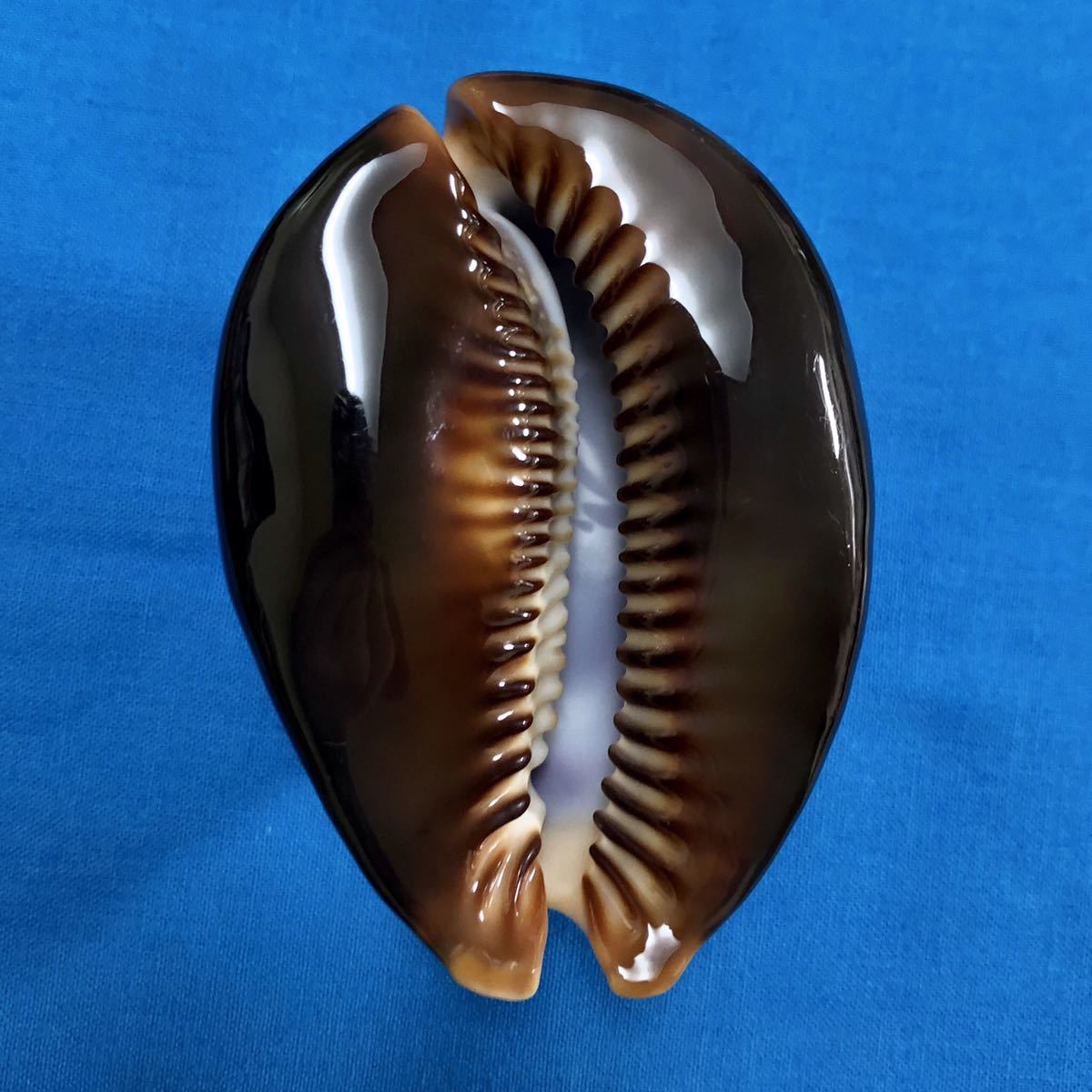貝殻 ハチジョウダカラ 小笠原産 84mm ベリーグロッシー 貝 標本