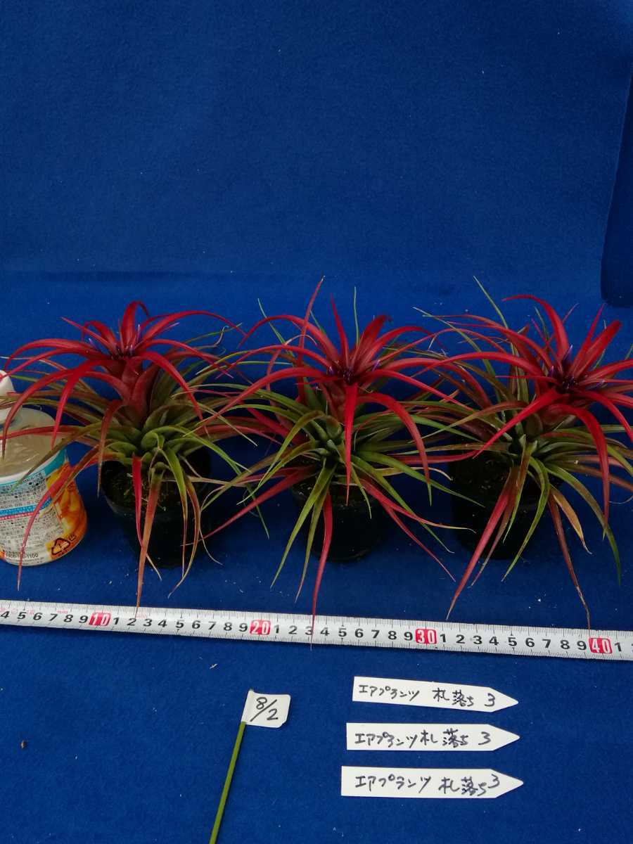 No 0802 山野草 エアプランツ ブラキカウロス 札落ち 3ヶセット 希少品 観葉植物 インテリアにも １円スタート の落札情報詳細 ヤフオク落札価格情報 オークフリー スマートフォン版