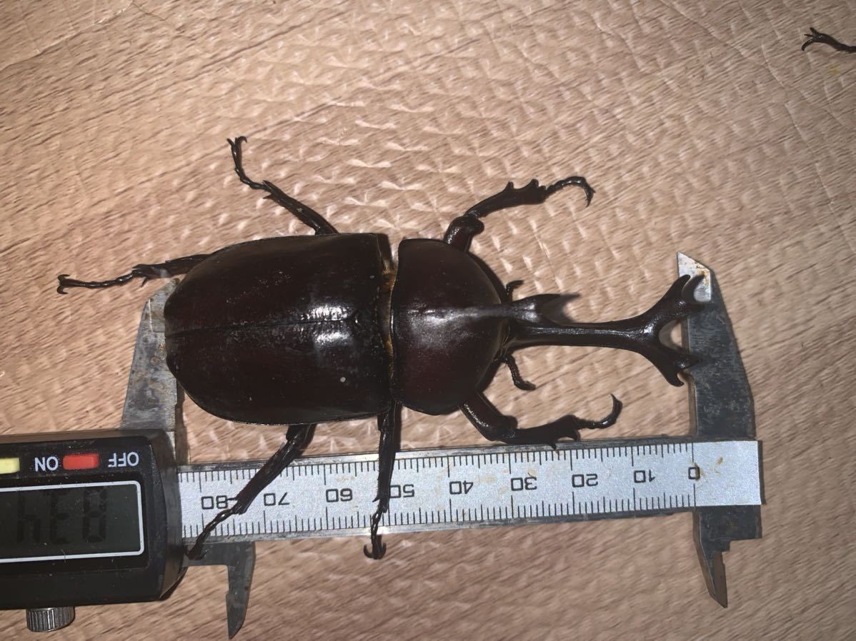 天然 採集 大阪府産 国産 特大赤カブトムシ mm 2ペア 大型カブトムシ 国産カブトムシ カブトムシ 赤カブト ブリードなどに その5 の落札情報詳細 ヤフオク落札価格情報 オークフリー スマートフォン版