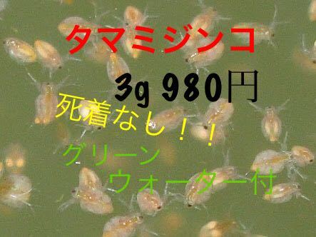 固有の 無関心 継続中 らんちゅう 餌 ミジンコ I Marusho Jp