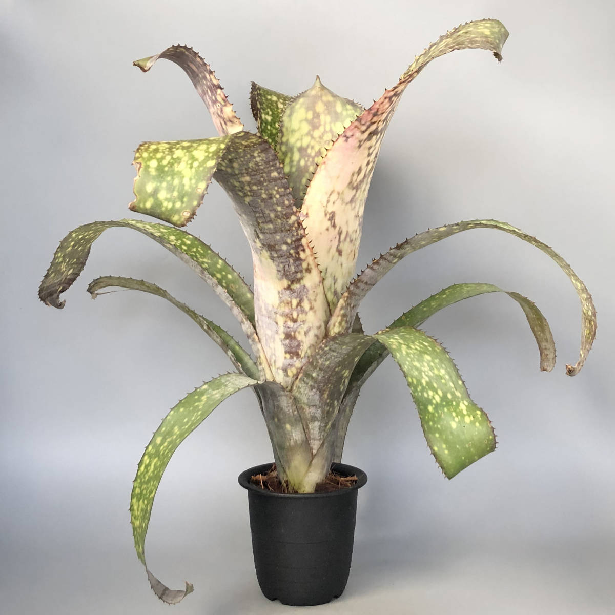 ブロメリア・エアープランツ Billbergia Bruddah Iz s768466048.1.jpg