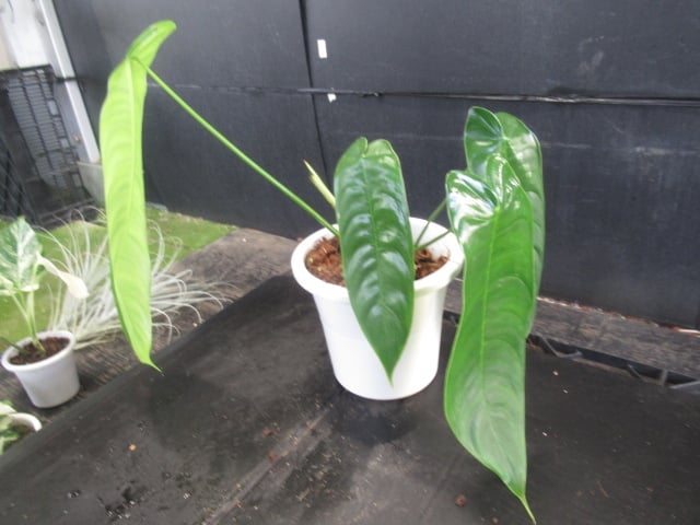 希少】Philodendron sharoniaeフィロデンドロンシャロニアエ