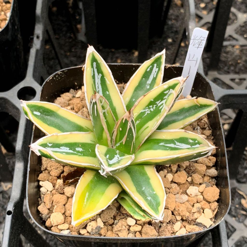 多肉植物 アガベ 笹の雪 輝山1の落札情報詳細 - Yahoo!オークション