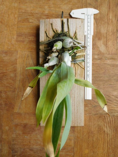 洋蘭原種 稀少種 プロステケア シトリナ Prosthechea citrina 開花