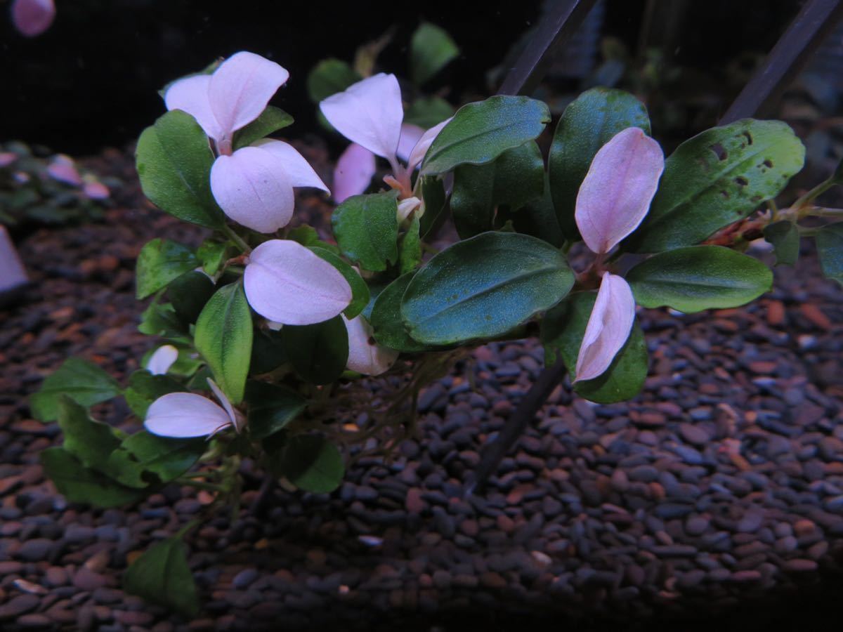 ブセファランドラ ルミナス パープル2 メラウィ Bucephalandra 連休