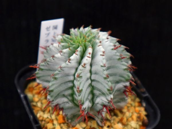 ユーフォルビア ホリダ 関上No. 1 ゼブラホリダ ユーフォルビア 関上