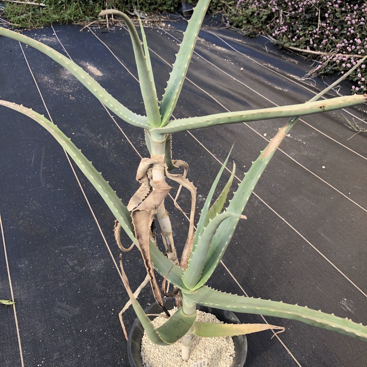Aloe rabaiensis      -  Yahoo!