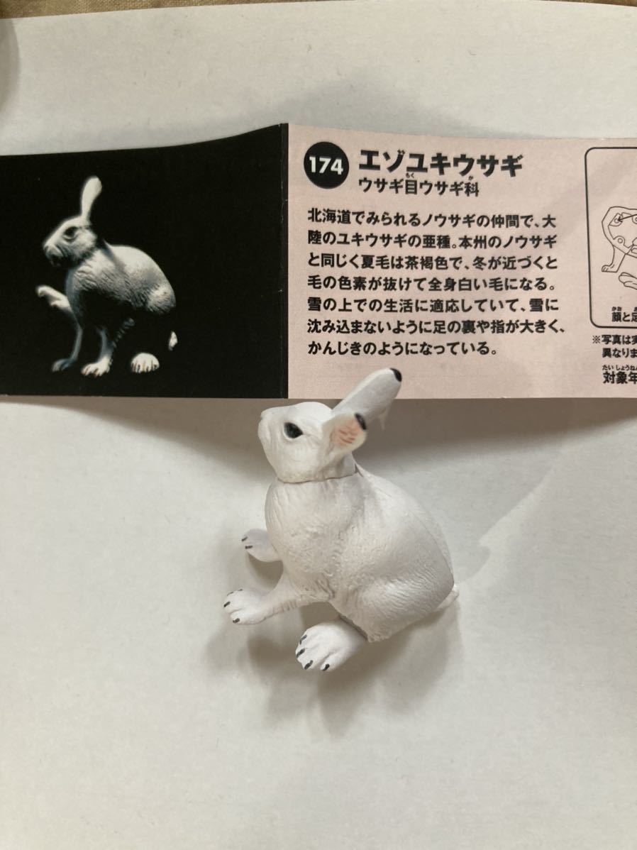 送料出品者負担 Chocoq エゾユキウサギ 蝦夷雪兎 うさぎ ノウサギ 野うさぎ の落札情報詳細 ヤフオク落札価格情報 オークフリー スマートフォン版