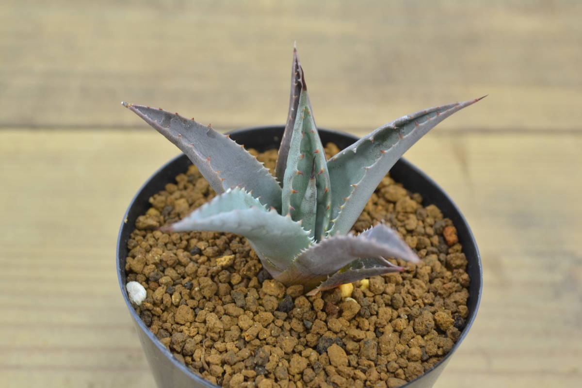 アガベ マッケルベアナ ユタエンシス F2 輸入種子実生 の落札情報詳細 ヤフオク落札価格情報 オークフリー スマートフォン版