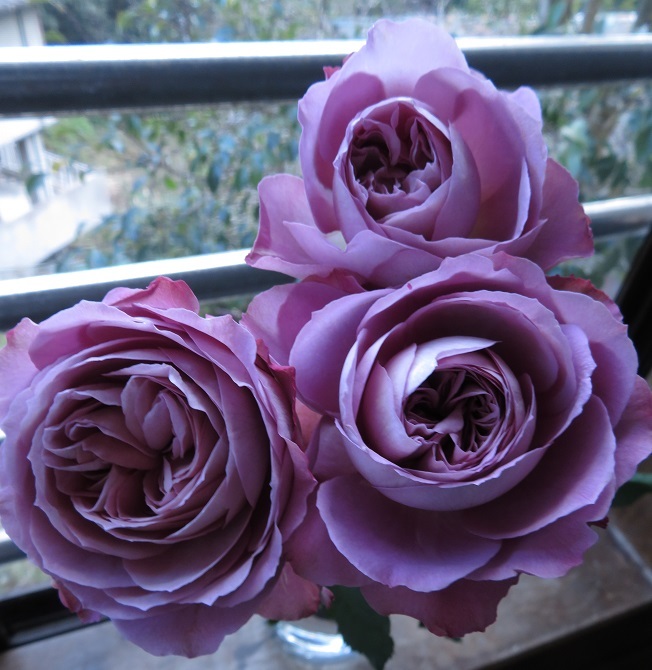 新品 香りのバラ アフタマス の落札情報詳細 ヤフオク落札価格情報 オークフリー スマートフォン版