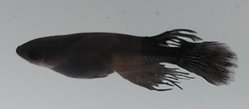 新品 送料込み オロチ ヒレナガ メダカ 幼魚 ５匹 Harebare Medaka の落札情報詳細 ヤフオク落札価格情報 オークフリー スマートフォン版