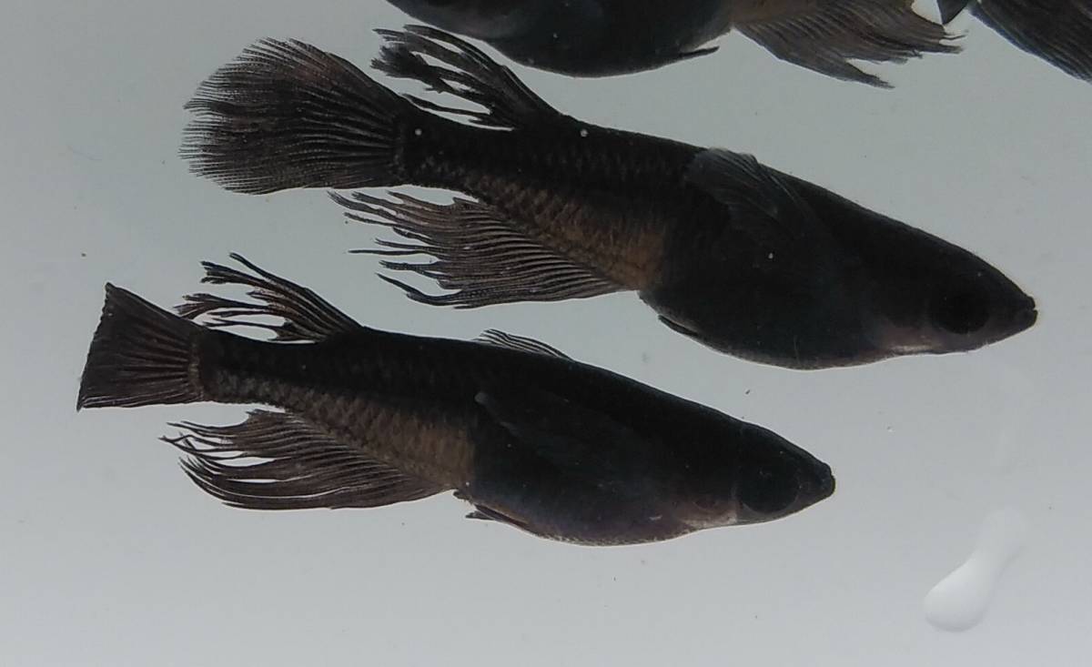 新品 送料込み オロチ ヒレナガ メダカ 幼魚 ５匹 Harebare Medaka の落札情報詳細 ヤフオク落札価格情報 オークフリー スマートフォン版