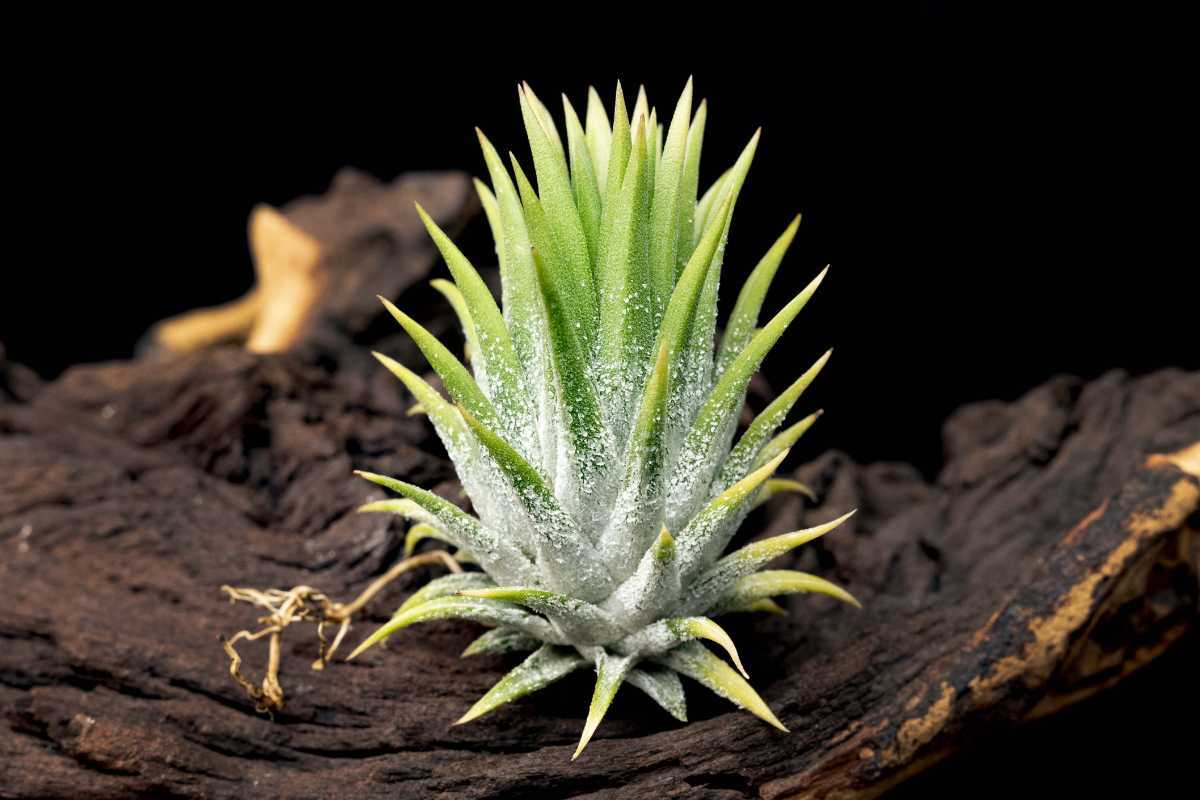 激安正規品 Koehres Ex Albiflora Var Ionantha Tillandsia 自家産子株 クランプ アルビフローラ イオナンタ チランジア 年3月入荷 アナナス Hlt No