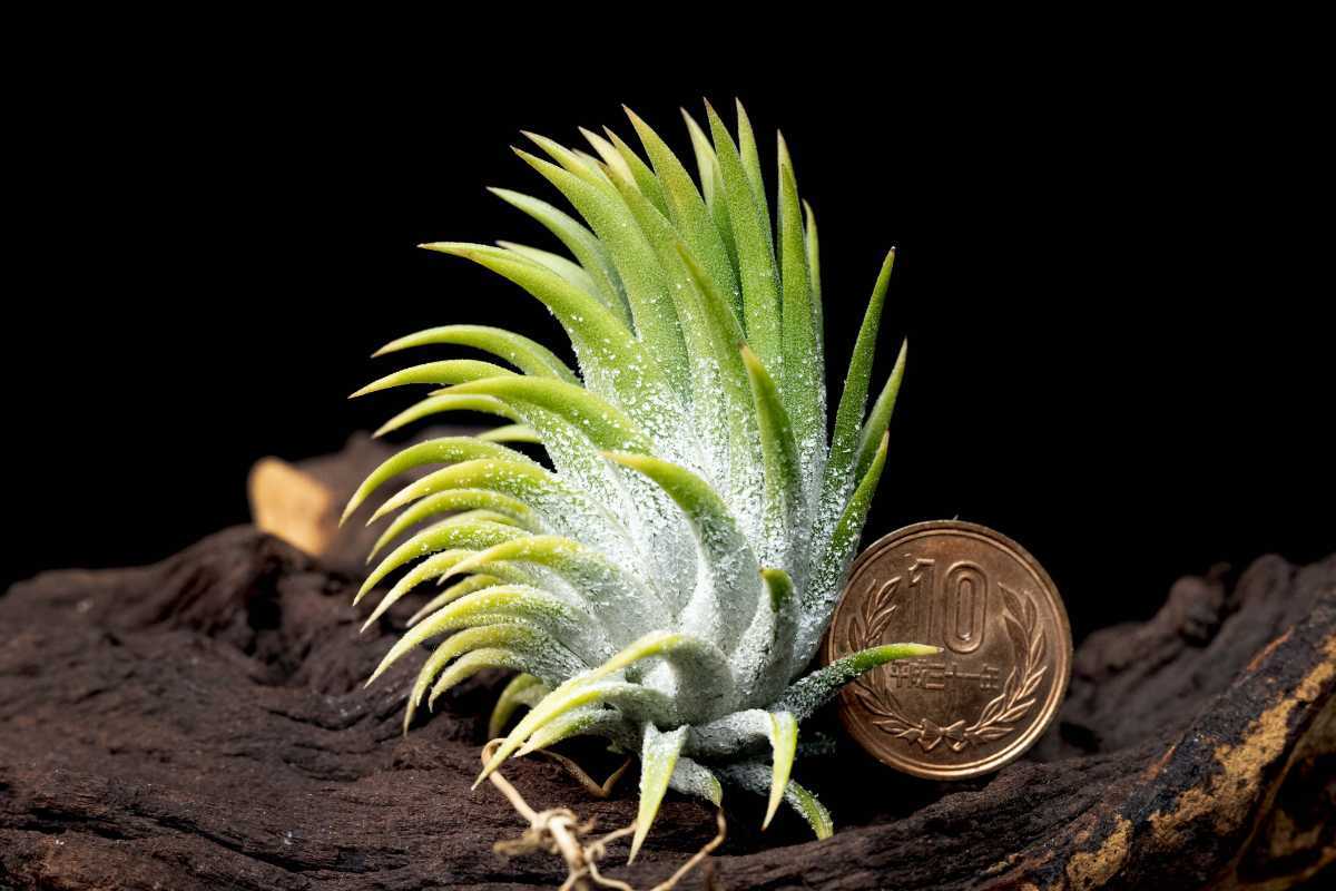 Tillandsia ionantha 'Albiflora' (Alt. 600m Mexico) ティランジア