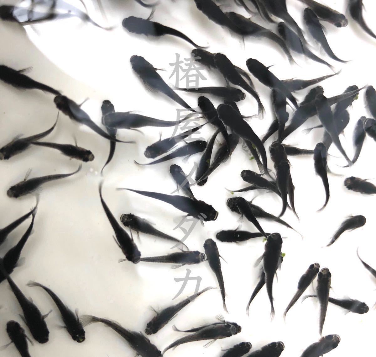 新品 椿屋メダカ 黄泉メダカ メダカブーム前からヒメダカ 白メダカを本業にして30年 稚魚10匹 A5匹の補償 の落札情報詳細 ヤフオク落札価格情報 オークフリー スマートフォン版