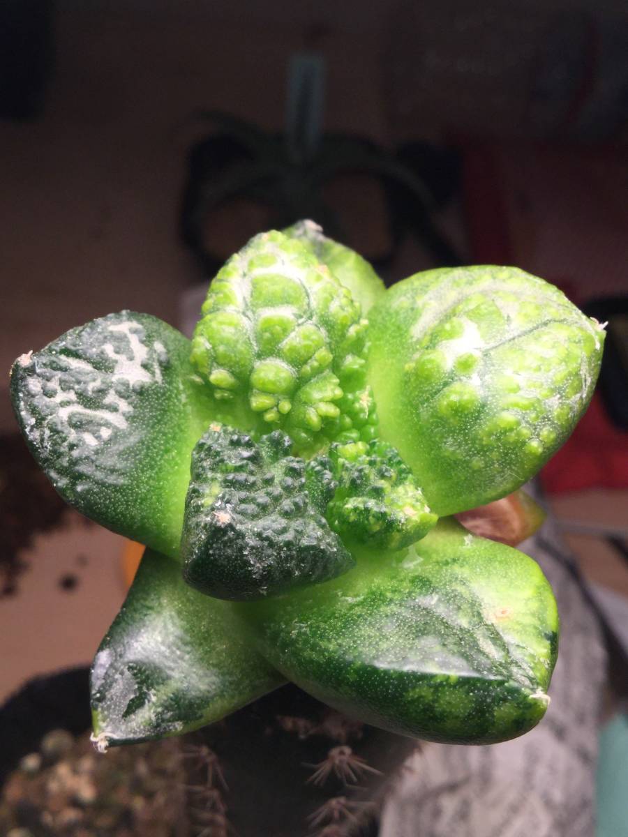 新品】多肉植物 サボテン アリオカルプス 亀甲牡丹 ゴジラ 錦 接木