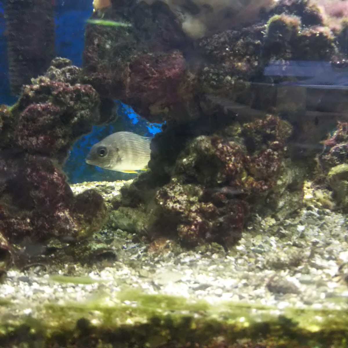 一円スタート 飼い込み健康状態抜群 海水魚セット の落札情報詳細 ヤフオク落札価格情報 オークフリー スマートフォン版