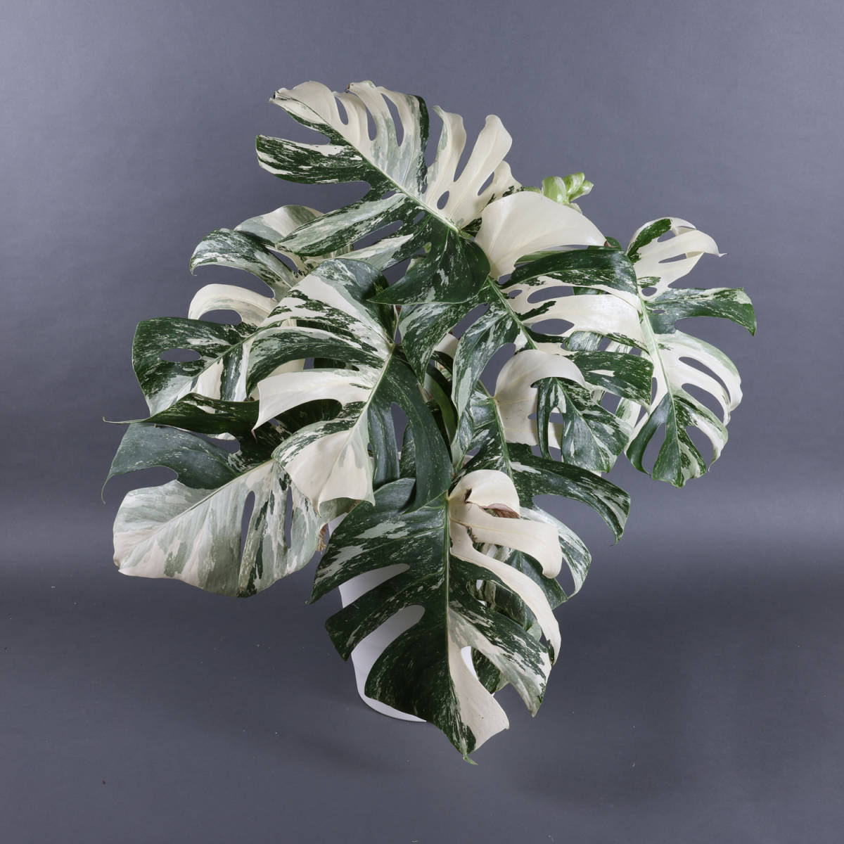 KN 白斑モンステラ ボルシギアナ（MONSTERA DELICIOSA var