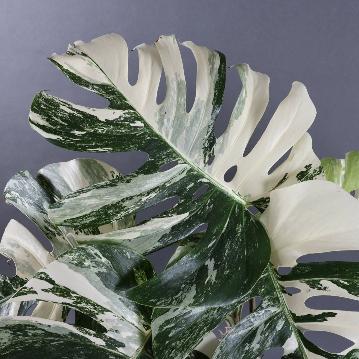 最先端 希少種 モンステラ 斑入り ボルシギアナ ホワイトタイガー ハーフムーン 正規品 Pharmascope Org